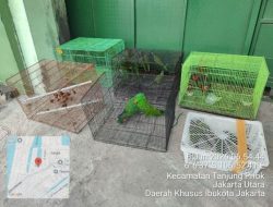 Tim Operasi Gabungan Gagalkan Penyelundupan Ratusan Ekor Burung Asal Papua