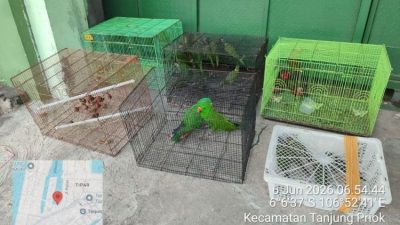 Tim Operasi Gabungan Gagalkan Penyelundupan Ratusan Ekor Burung Asal Papua